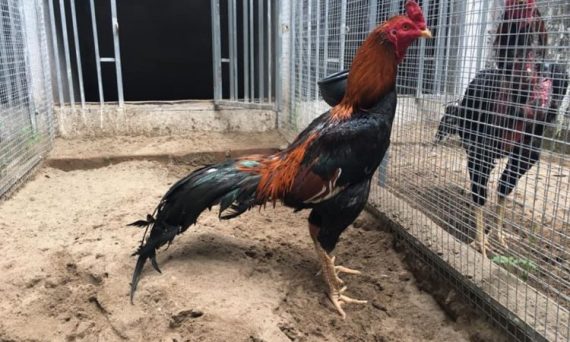 Vần gà đá đúng kỹ thuật để có đượ chiến kê hoàn hảo 19 van ga da