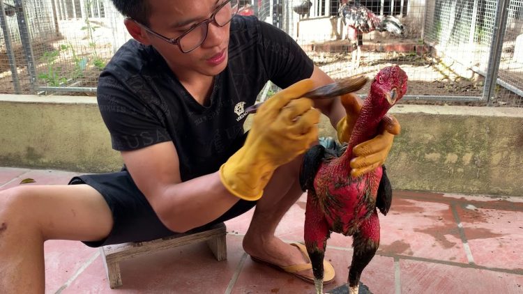 Ngâm nghệ cho gà đá cựa sắt đúng chuẩn nhất 13 vao nghe cho ga choi