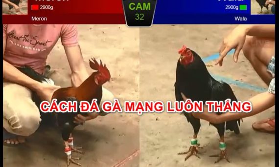 Mẹo đá gà thomo luôn thắng 100% có thật không? 25 CACH DA GA MANG LUON THANG