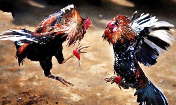 Top 5 nhà cái đá gà trực tuyến uy tín chất lượng nhất Việt Nam 19 da ga truc tiep