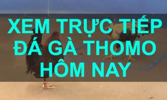 Phần Mềm Trực Tiếp Đá Gà Thomo: Một Sự Lựa Chọn Tiện Lợi Cho Dân Chơi 26 dagathomosv388