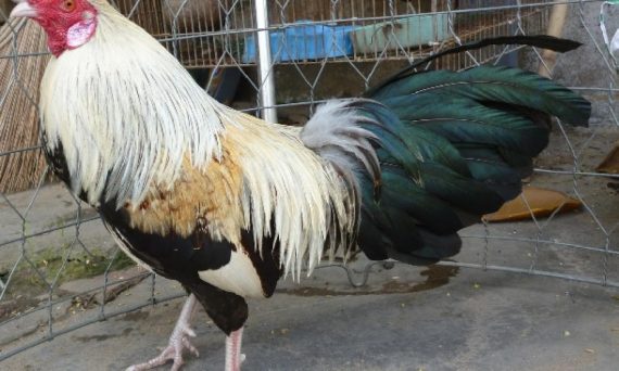 Huấn luyện gà đá lanh lẹ và nhanh nhẹn bằng bí kíp 19 huan luyen ga da