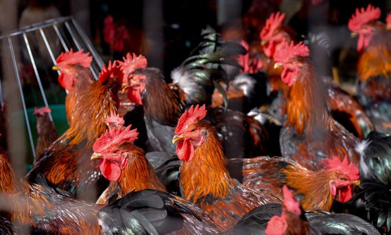 Bí quyết nuôi gà đá nhanh lớn ít người biết 19 nhu cau dinh duong