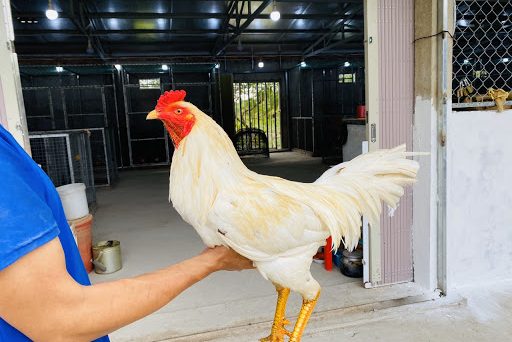 Gà đá cựa sắt cần những thức ăn gì để phát triển toàn diện? 13 nuoi ga da cua sat