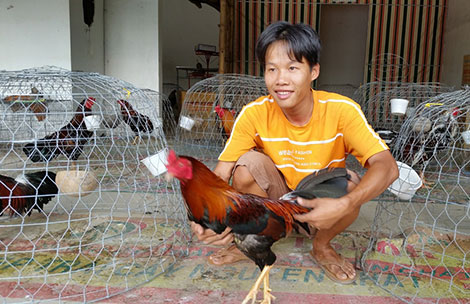 Nuôi gà đá làm giàu trở thành xu hướng của sư kê trẻ 16 nuoi ga da lam giau1