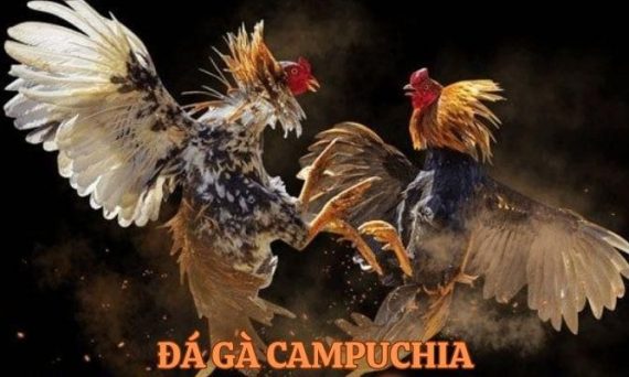 Game đá gà Campuchia thu hút hàng nghìn dân chơi gà Việt 4 da ga campuchia