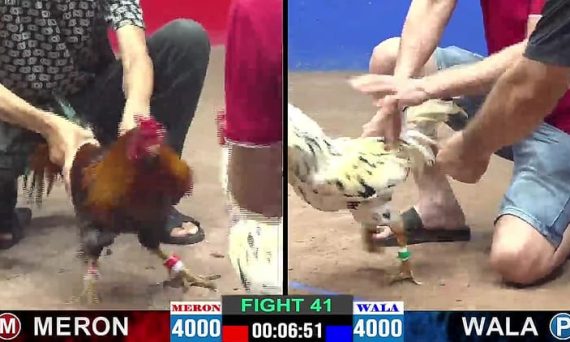 Xem Đá Gà Thomo hôm nay chuẩn nhất trên CPC1, CPC2, CPC3 15 dagacpc1