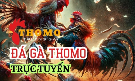 Cách xem trực tiếp đá gà Thomo không bị tại Việt Nam 16 dagathomo88