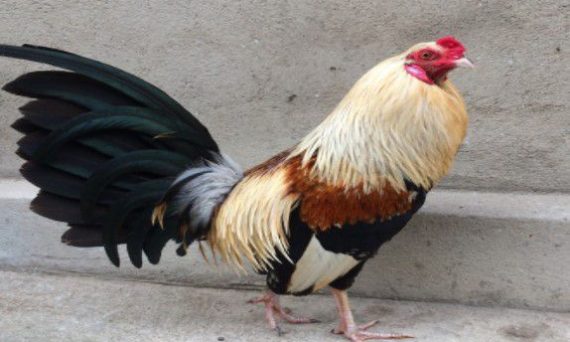 Những giống gà đẹp nhất thế giới 20 ga tre da 1