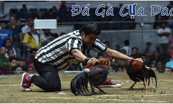 Đá gà cựa dao là trò chơi hot không thua gì đá gà cựa sắt 4 Da ga cua dao la tro choi hot khong thua gi da ga cua sat