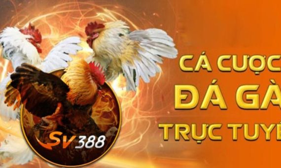 Đá gà trực tuyến thu hút khách siêu khủng tại Việt Nam 10 ca cuoc da ga thomo truc tuyen