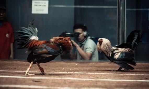 Đá gà trực tiếp và đá gà truyền thống sự khác biệt rõ ràng 2 da ga truc tiep thomo