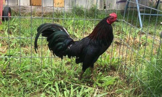 Top giống gà đá cựa sắt được sử dụng nhiều tại các trường đấu ở ĐNÁ 1 ga da my jap