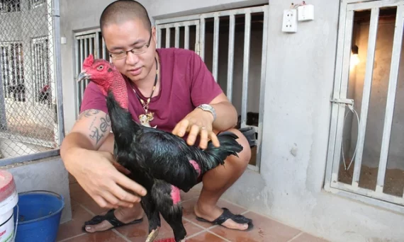 Huấn luyện gà đá là cả một quá trình gian nan 13 hien ke nghin do 3