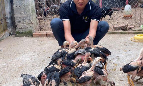 Nuôi gà đá cựa thật hiệu quả bằng những kỹ thuật số 1 châu Á 4 huan luyen da ga