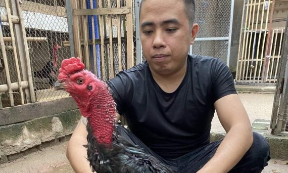 Top kỹ năng nuôi gà đá siêu hay được sư kê lâu năm chia sẻ 5 nuoi ga da