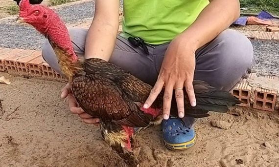 Các bài tập luyện cho gà đá trở thành siêu chiến kê đánh đâu thắng đó 19 bai tap nhoi ga