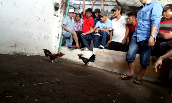 Cách làm nước gà đá cựa sắt để hồi 100% sức chiến đấu 25 da ga 88