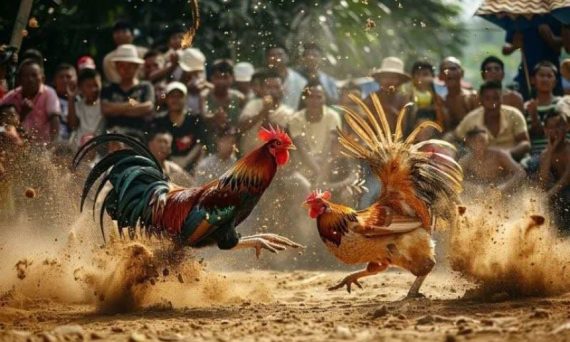 Thương hiệu đá gà trực tiếp top đầu hiện tại ở Việt Nam 27 da ga tructiep