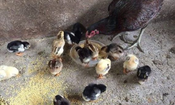 Gà chọi con mới nở ăn gì ? 15 ga choi con