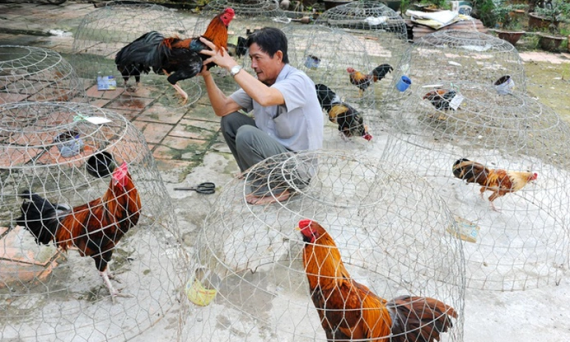 Nuôi gà đá chuẩn chiến kê để thi đấu trường gà quốc tế 16 nuoi ga da