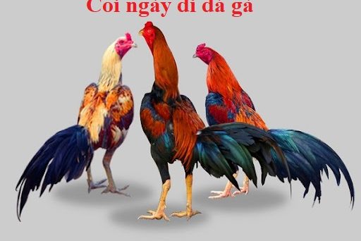 Xem Ngày Đá Gà Đẹp để dành chiến thắng 100% 22 xemngaydaga