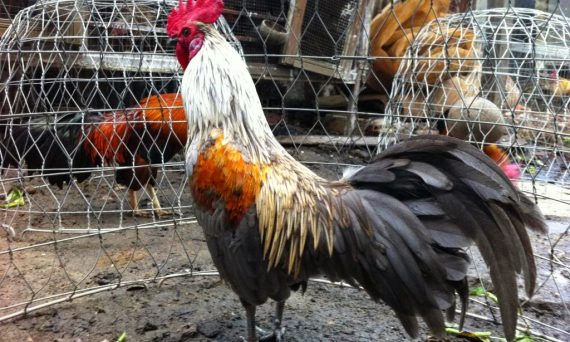 Đỉnh Giao Long Gà Đá: Vị Trí Tử Huyệt Được Các Sư Kê Quan Tâm 7 Dinh Giao Long Ga Da 1