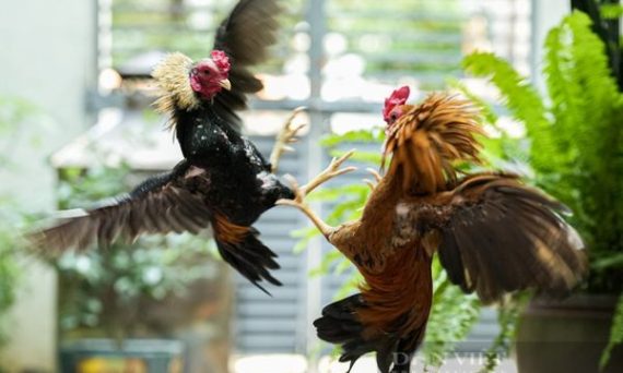 Bàn Tì Gà Đá - Vị Trí Nguy Hiểm Quyết Định Thắng Bại 1 ban ti da ga