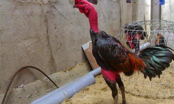 Cần Cổ Gà Đá - Điểm cộng dành cho tất cả siêu chiến kê 18 can co ga da