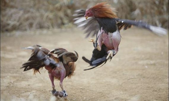 Cánh Gà Đá Cựa Sắt Chính Là Yếu Tố Quyết Định Thắng Bại 27 canh ga da cua sat