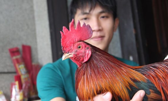 Mặt gà đá nơi hội tụ nhiều điểm sáng để nhận diện chiến kê 13 mat ga da dep