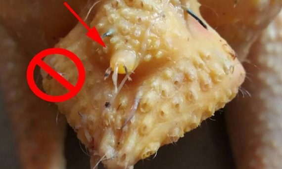 Phao Câu Gà Đá - Điểm Huyệt Đừng Tưởng Bở 10 phao cau ga da 1