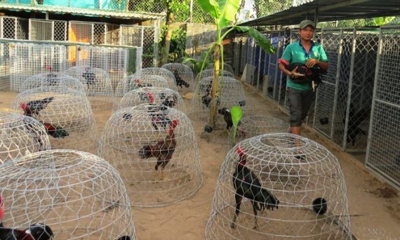 Tập sức bền cho gà đá để tăng thể lực khi ra trường đấu 6 tap suc ben ga da