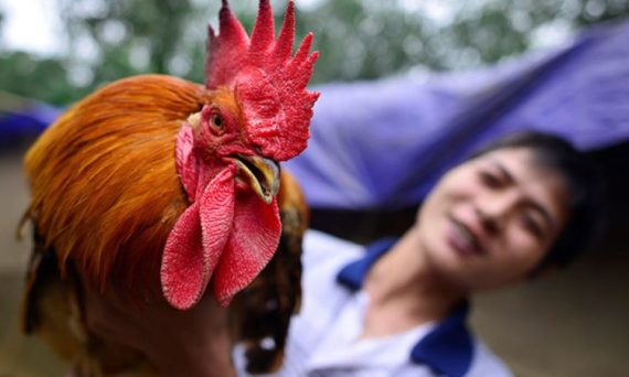 Gà Trống Thiến món ăn không thể thiếu ngày lễ tết 22 Ga Trong Thien