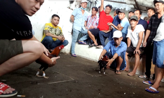 Bồ đá gà nước ngoài và bồ gà Việt phân biệt nhau điểm gì? 7 bo da ga