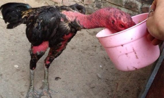 Cách cho gà đá ăn đúng kỹ thuật và công thức gia truyền 19 cach nuoi ga choi an