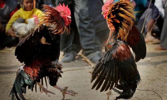 Đá gà Cam, Việt, Thái giống và khác nhau như thế nào? 22 da ga cam viet thai