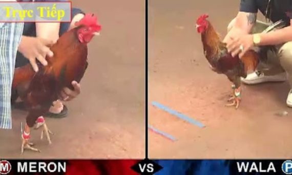 Đá gà live hôm nay: Coi ở đâu mới nhất và uy tín nhất? 15 da ga truc tiep live