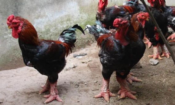 Gà đông tảo là giống gà tiến vua quý hiếm ngày xưa 25 ga dong tao