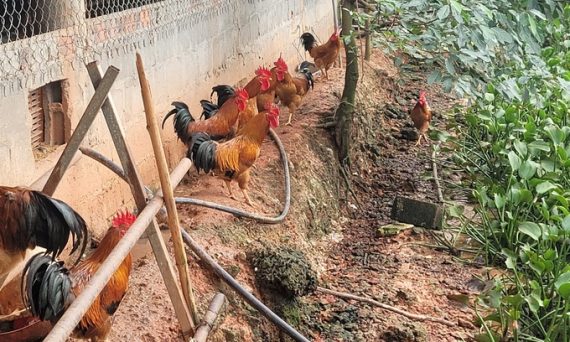 Gà kiến - giống gà nhiều địa phương nuôi để nâng cao thu nhập 24 ga kien 1