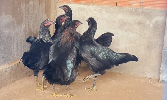 Gà mái bổn mang nhiều điểm nổi trội cần biết 19 ga mai bon