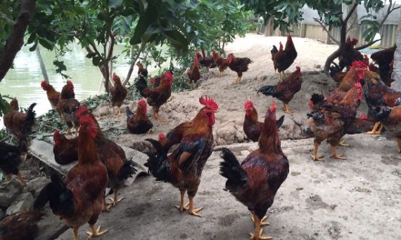 Gà ta thả vườn chính là con đường làm kinh tế ổn nhất hiện nay 9 ga ta tha vuon
