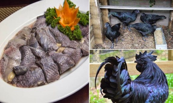 Gà đen thịt ngon nhất trong các giống gà ? 28 ga xuong den