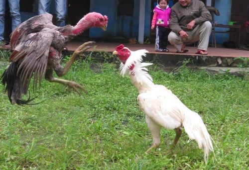 Gà Chọi: Môn Giải Trí Độc Đáo Chiếm Lĩnh Đa Số Thị Trường Miền Bắc 27 gachoi