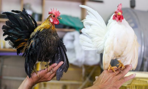 Gà Tre Kiểng trở thành thú chơi hot trend 15 thu choi ga kieng