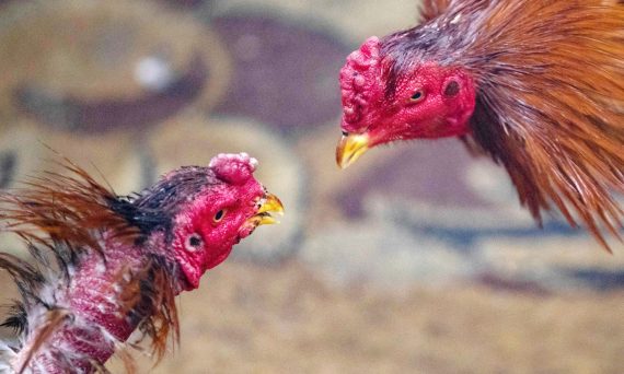 Chơi đá gà mang lại tác hại hay lợi ích cho các sư kê 13 Choi da ga bi bat