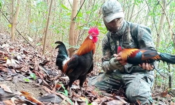 Thu phục gà rừng huấn luyện thành chiến kê siêu hay 4 Thu phuc ga rung hay