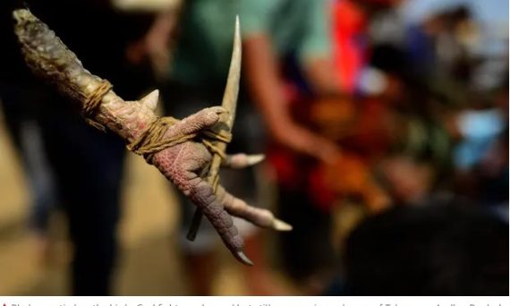 Độ cựa cho gà đá để gây sát thương cho đối thủ nặng hơn 12 cua ga da