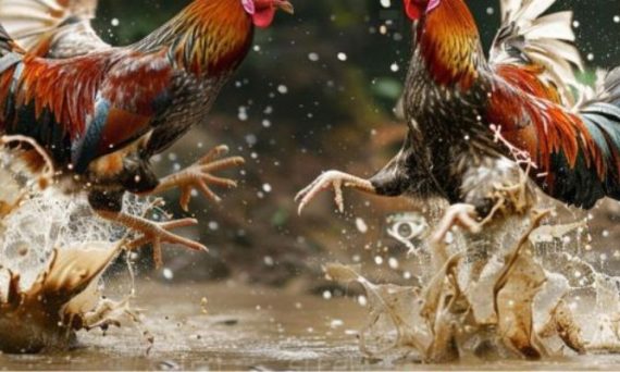 Trận đá gà thường diễn ra bao nhiêu phút và bao nhiêu trận 16 da ga tai sao nen tham gia