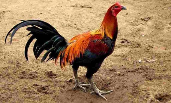 Giống gà đá Mã Lai có thể xếp vô hàng chiến kê mạnh 21 ga my peru